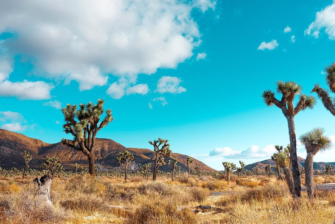 LANDSCAPES image JoshuaTree_landscapes_6.jpg